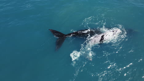 cría de ballena franca austral atigrada acariciando a su madre