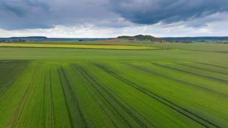 wheat fields at ground level aerial drone shot