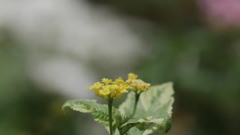 Schmetterling-Auf-Blume-Fliegt-In-Zeitlupe-Davon