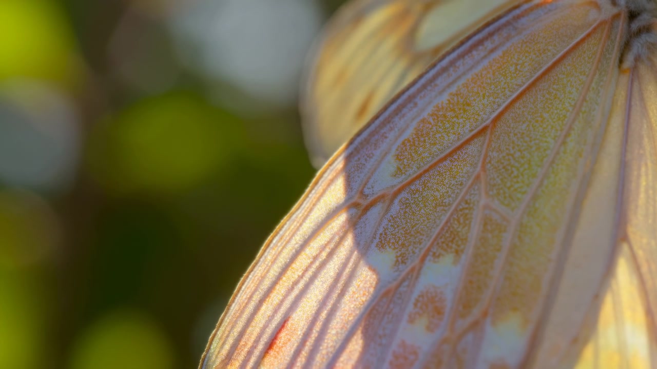 Dettaglio macro di ala di farfalla illuminata dal sole che rivela venature dorate e squame scintillanti con un effetto bokeh verde tenue.
