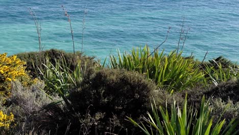 Plantas-Nativas-De-Flora-Y-Fauna-Lino-En-Los-Acantilados-Del-Desfiladero-De-Te-Toto-Con-Vista-Al-Océano-En-Un-Paseo-Cerca-De-Raglan,-Nueva-Zelanda-Aotearoa