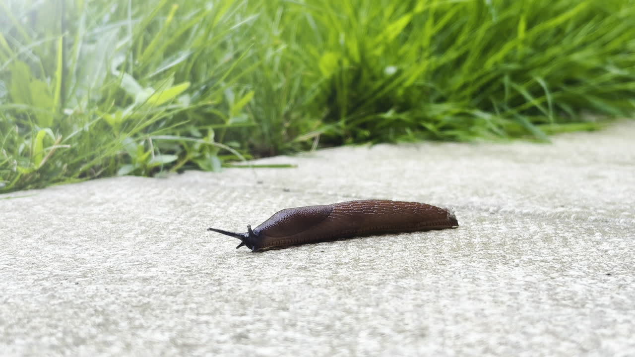Black slug close up UK garden, HD