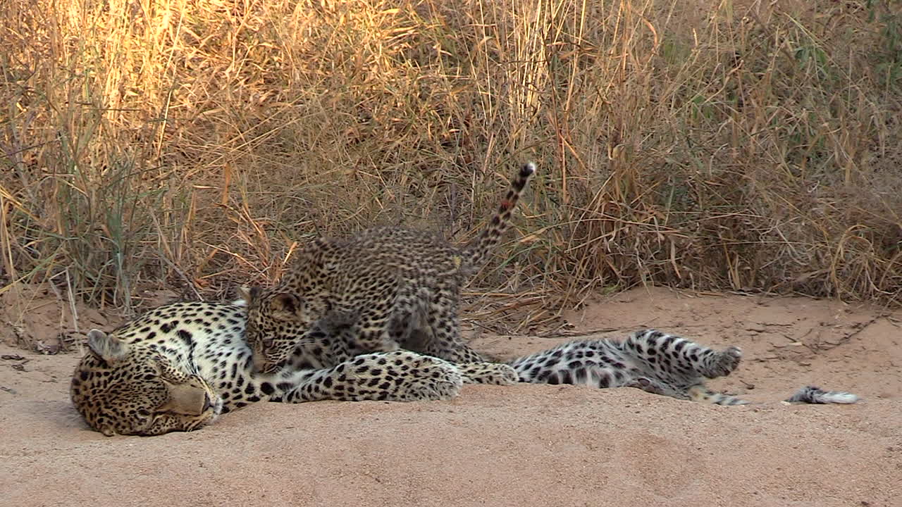 los cachorros de leopardo se mueven junto a una hembra adulta que descansa sobre un suelo arenoso.