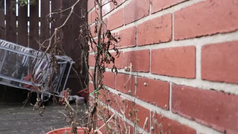 Small-plastic-green-house-which-has-blown-over-during-overnight-storm