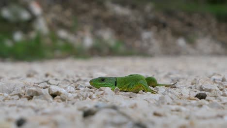 balkan green lizard staying still on gravel road and then running away