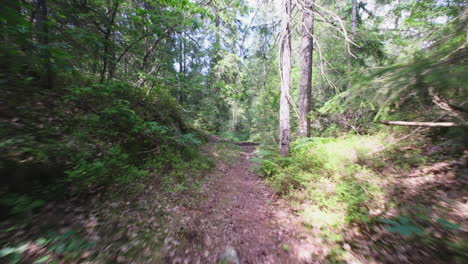 motocross dirt track through the woods