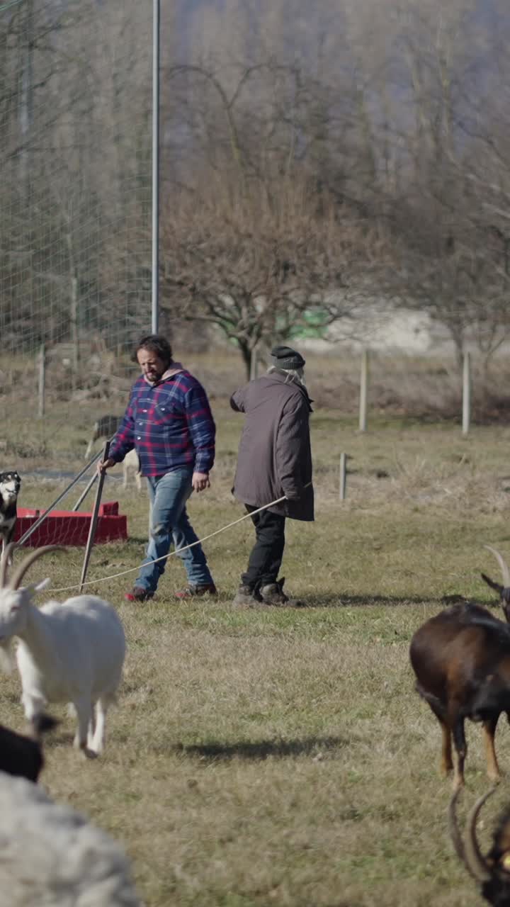 A man herding goats and sheep with dogs in a field