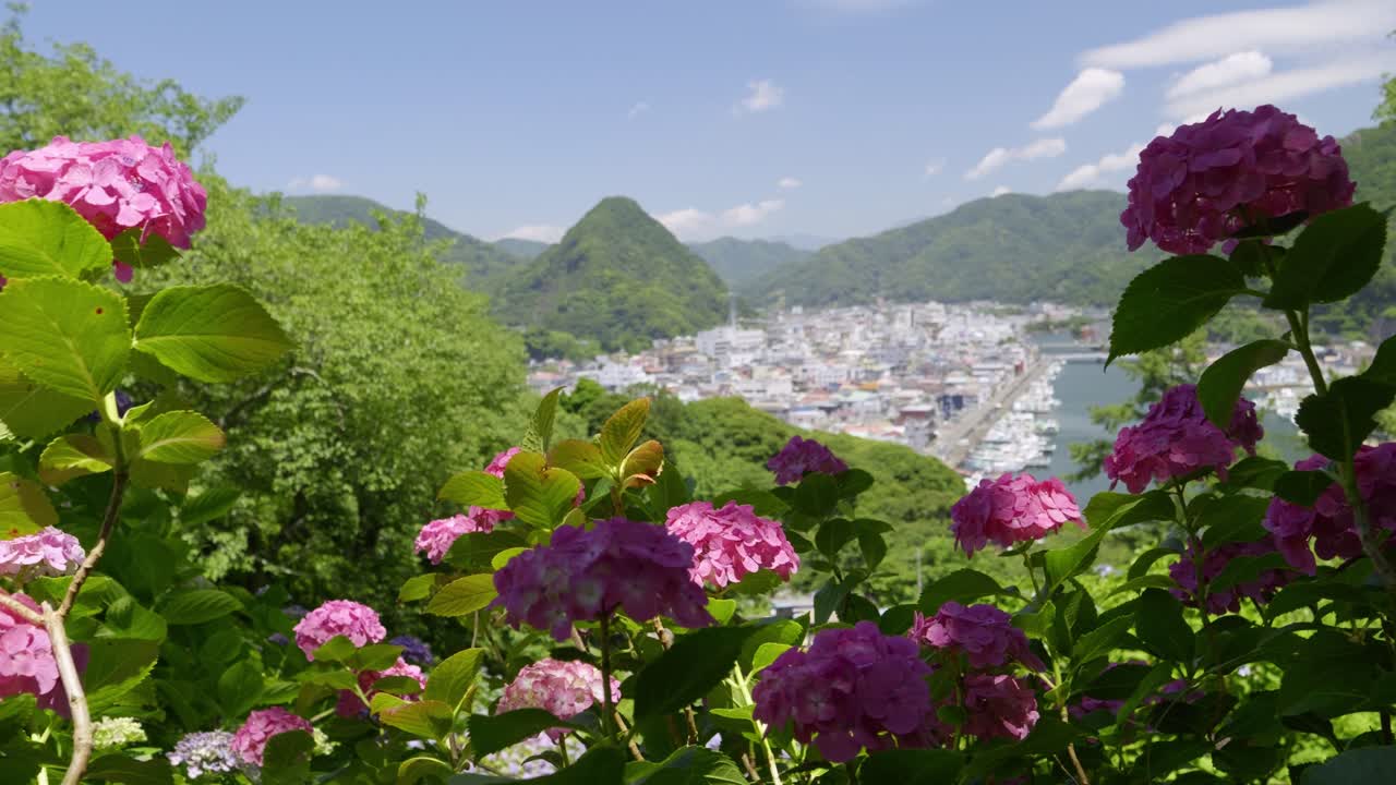 Slow right slider over beautiful Hydrangeas in full bloom in Japanese port town