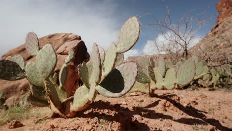 cactus del desierto atmósfera paisaje retiro disparo engelmann pera espinosa