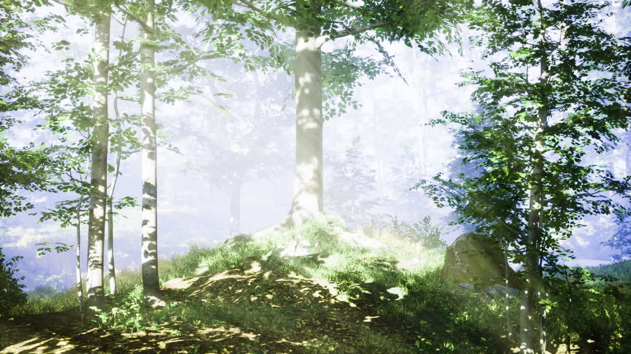 Sunlight filtering through a mystical forest in the early morning hours