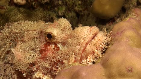 Cabracho-Super-De-Cerca-En-El-Arrecife-De-Coral-Tropical