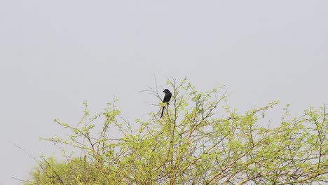 Schwarzer-Drongo-Vogel-Im-Ast-I-Schwarzer-Drongo-Vogel-Stockvideo