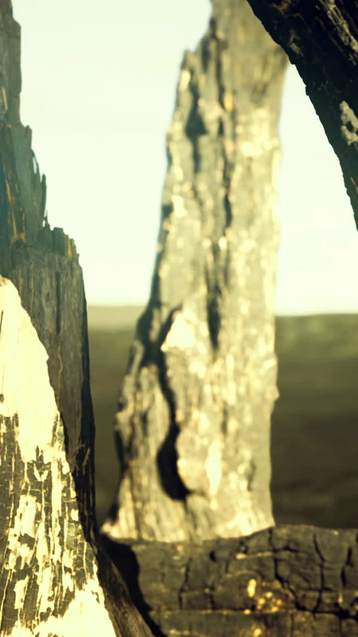 Charred remains from a fire expose striking patterns in the landscape