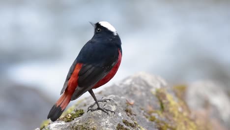 el colirrojo de cabeza blanca es conocido por su hermosa corona blanca, alas de color azul oscuro negruzco y marrón debajo de las plumas y su cola comienza con rojo