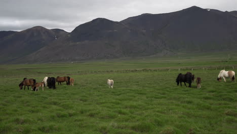 Islandpferd-In-Der-Malerischen-Natur-Islands.