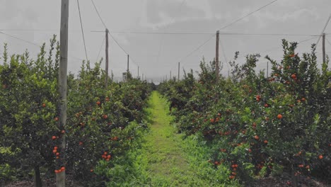 Imágenes-De-Drones-De-Los-Campos-Agrícolas-De-Naartjie