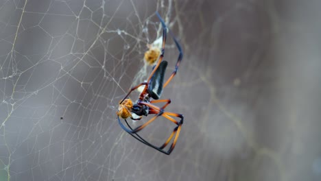 Seychelles-palm-spider-eating-yellow-wasp-that-fell-in-the-web,-Mahe-Seychelles