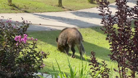 wild boar feral hog digging root rooting in residential yard scary dangerous sighting wildlife invasive appearance closeup view animal behavior mammal