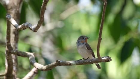 Seen-preening-its-right-back-side-then-looks-to-the-left-and-around-stretching-its-wings,-Red-throated-Flycatcher-Ficedula-albicilla,-Thailand