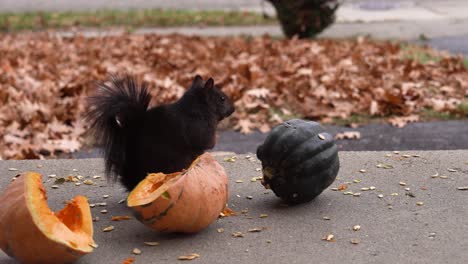 North-American-squirrel-munching-seeds-of-a-squash