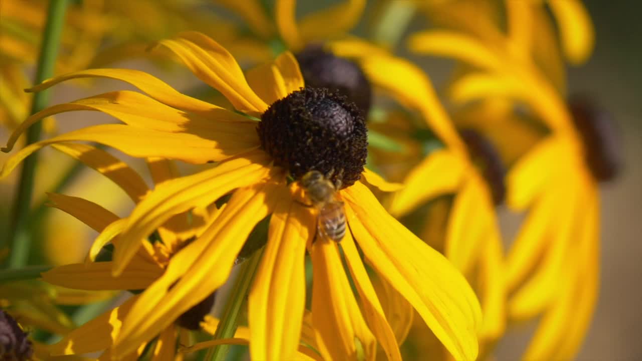 Un'ape che raccoglie nettare su fiori gialli in fiore.