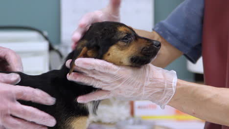 veterinarian examining a cute puppy at the clinic