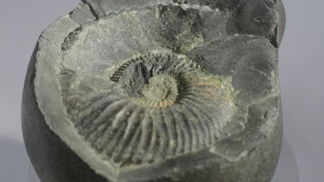muestra geológica de ammonita petrificada