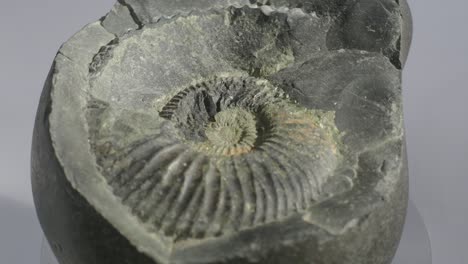 ammonite petrified, geological sample