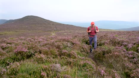 turista caminando a través de brezo en el parque nacional de wicklow