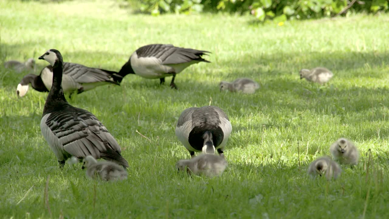 잔디 위에서 거위와 고스링의 세트 4k fs700 오디세이 7q