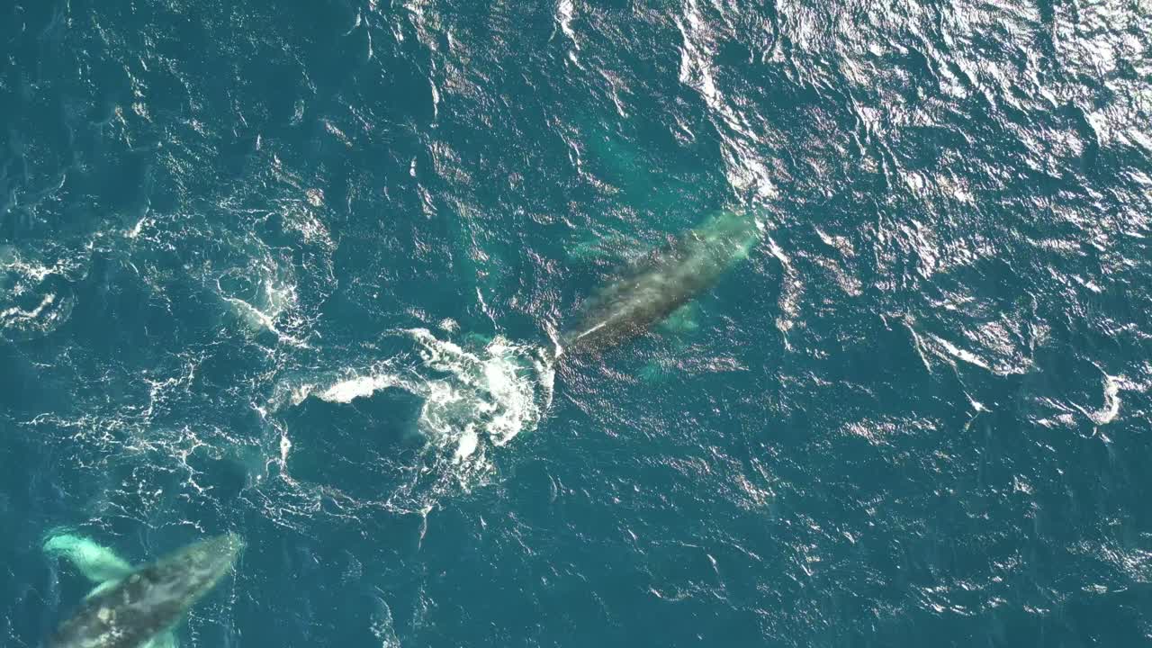 바다에서 헤엄치는 고래  ⁇ 어리 들 의  ⁇ 어리 들