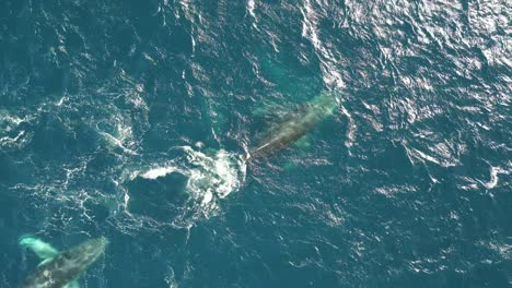 vista aérea de arriba ballenas jorobadas que emergen y respiran aire, grupo de ballenas nadando en el océano