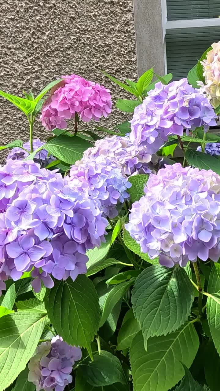 Vibrant hydrangeas against a textured wall backdrop