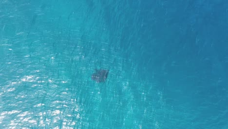 manta ray drone view at manta road in blue azure turquoise sea water of maldives