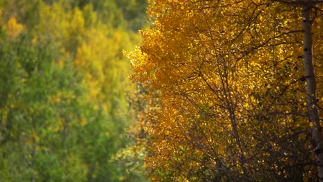 closeup view of fluttering golden aspen leaves in slow motion