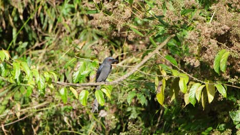 drongo ceniciento dicrurus leucophaeus posado en una rama durante una tarde soleada buscando comida y luego vuela para atrapar un insecto para comer, parque nacional khao yai, tailandia