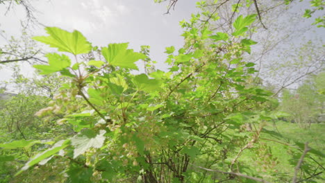 Planta-De-Frambuesa-En-Primavera,-Sin-Bayas