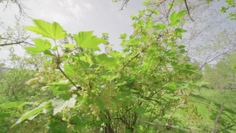 Raspberry plant in spring, no berries