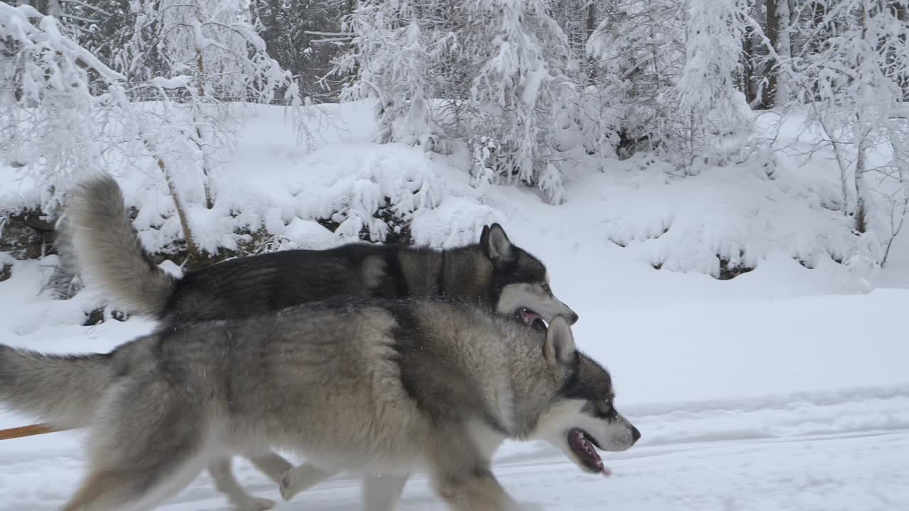 Exhausted Huskies running and dragging sled, in middle of snow covered trees, on a clouds, winter day, - tracking, Slow motion shot