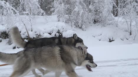 Erschöpfte-Schlittenhunde-Laufen-Und-Ziehen-Schlitten,-Inmitten-Schneebedeckter-Bäume,-An-Einem-Wolken,-Wintertag,---Tracking,-Zeitlupenaufnahme