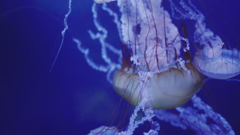 Wunderschöne-Quallen-Im-Blauen-Wasser,-Tolle-Tiere