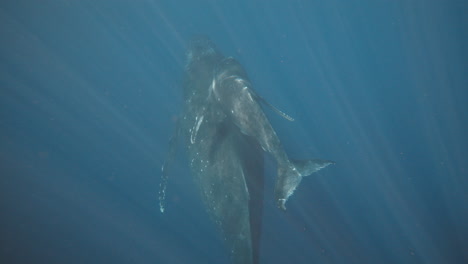 Humpback-whale-calf-follows-closely-to-father-almost-latching-on-top