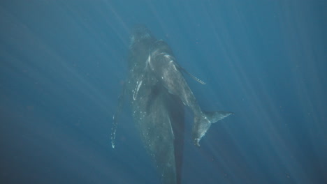 la ballena jorobada sigue de cerca a su padre casi pegándose a la parte superior.