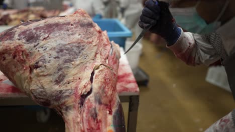 a butcher processing a large beef carcass in a meat facility