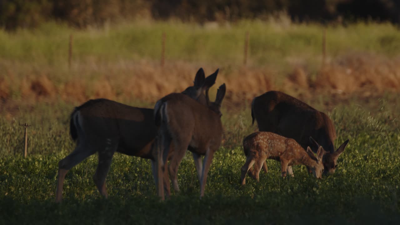 leonado de manchas blancas rodeado de cierva en un campo agrícola verde