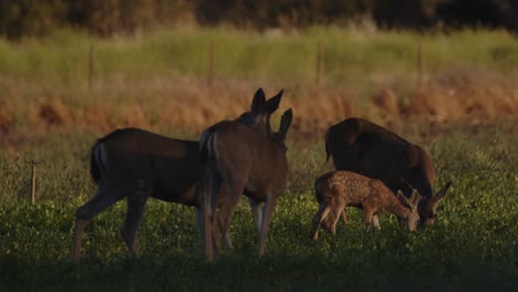 white spotted fawn surrounded by doe in green farming field
