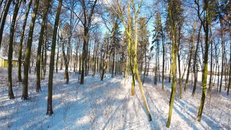 Langsames-Luftfpv,-Das-An-Einem-Kalten,-Sonnigen-Wintertag-Am-Kahlen-Baumstamm-Vorbeifliegt