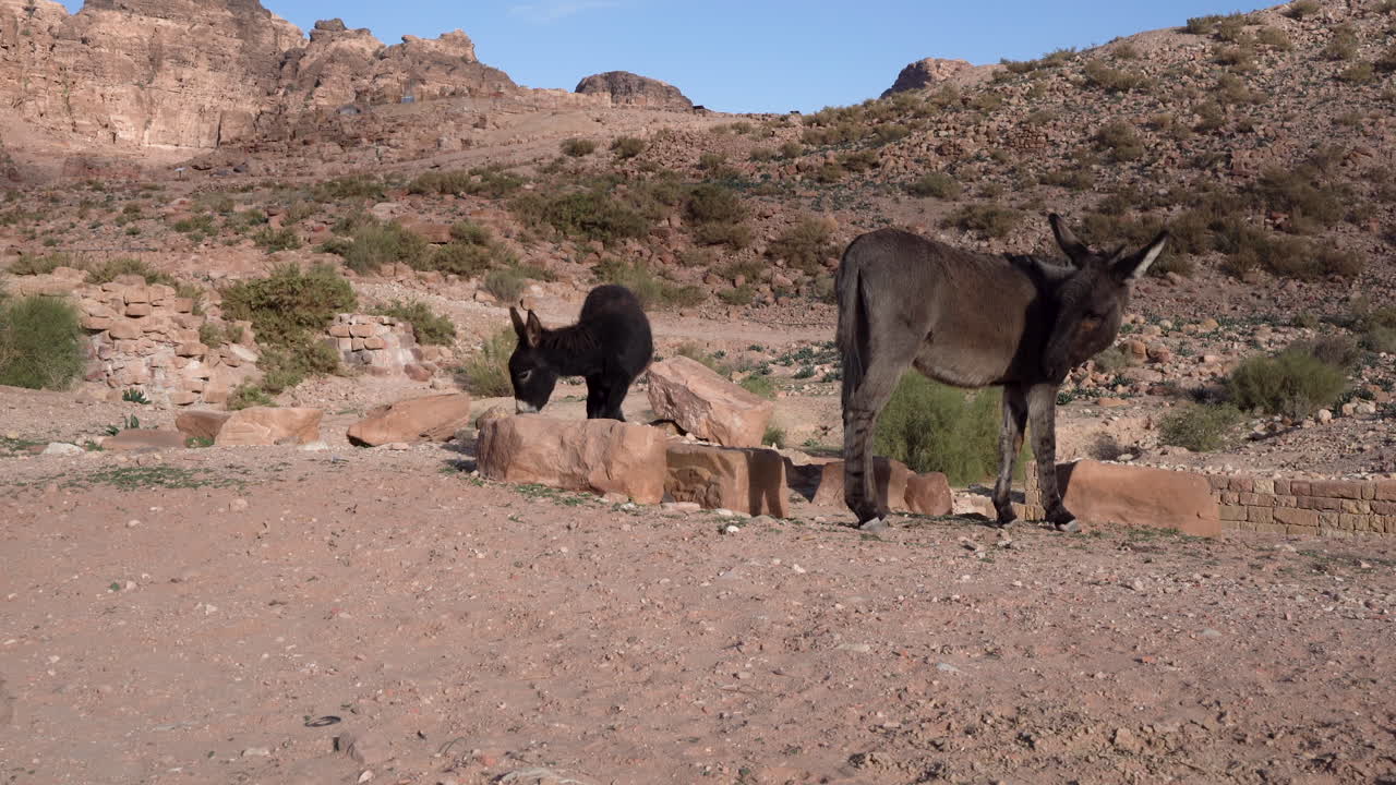 dos mulas buscando hierba en la arena cerca de la colina en la ciudad de petra