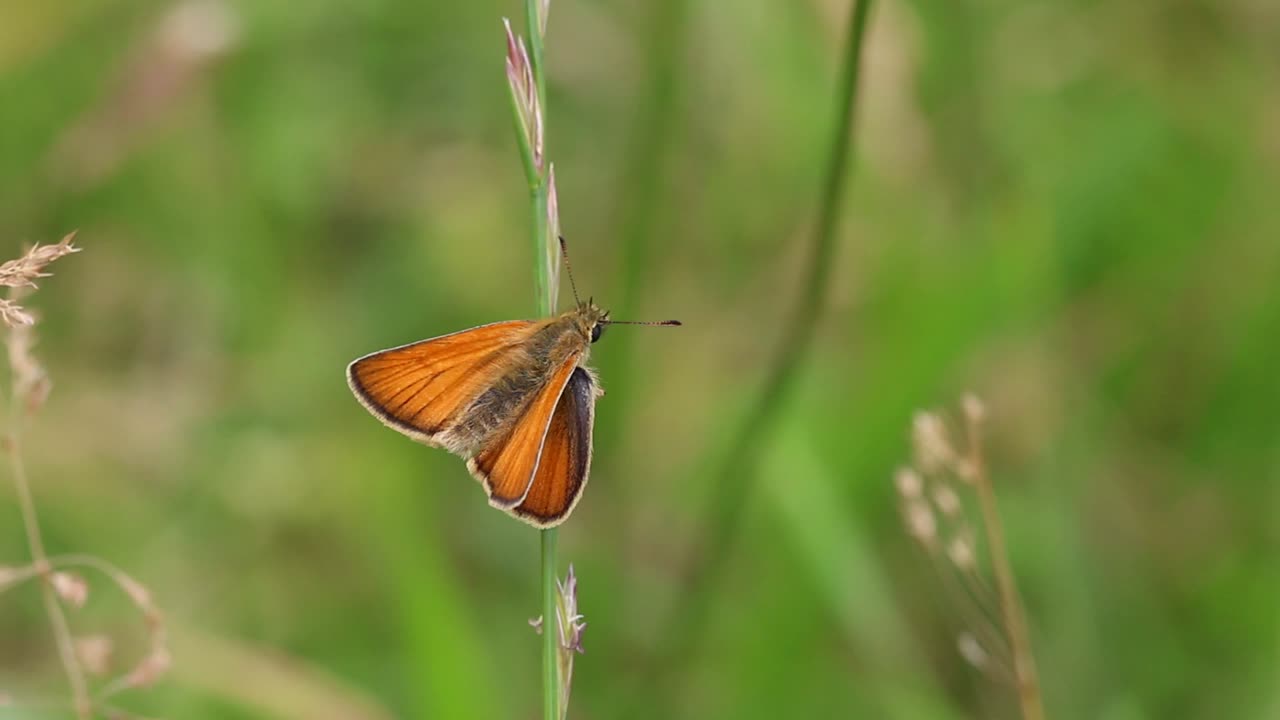 Farfalla Hesperia comma posata su uno stelo d'erba.