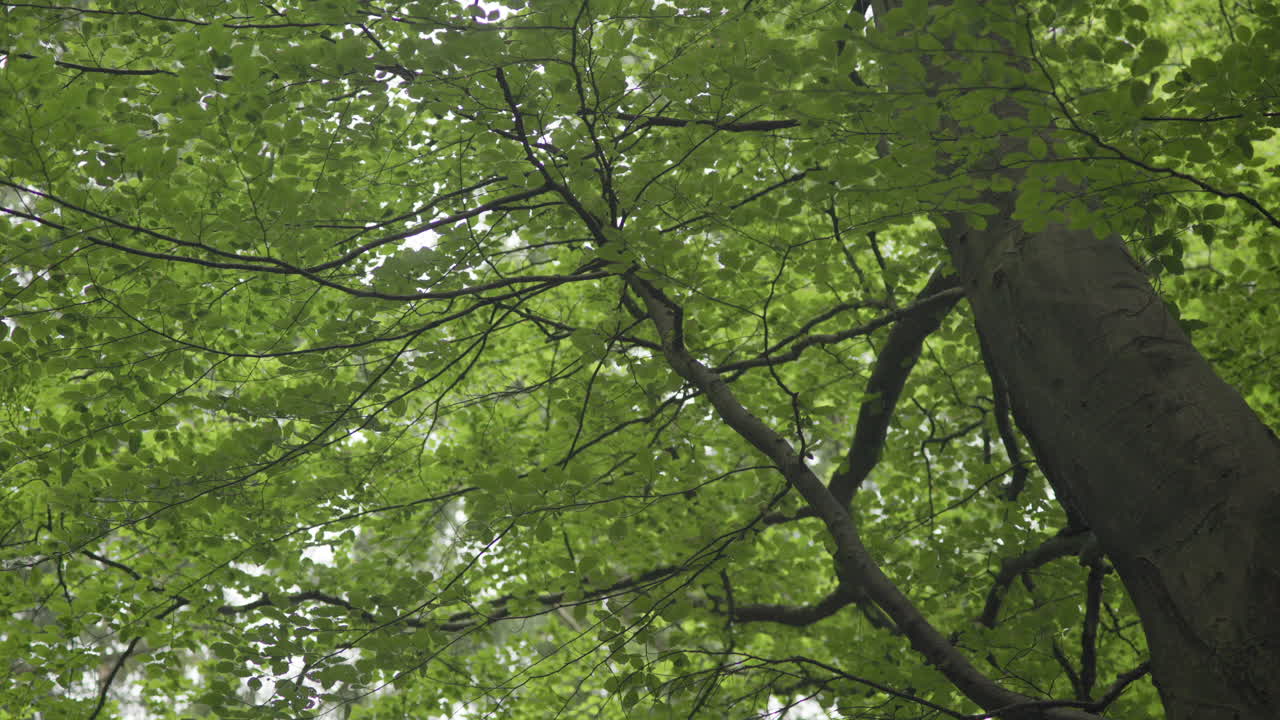 Static shot of lush green forest foliage moving gently in the summer breeze